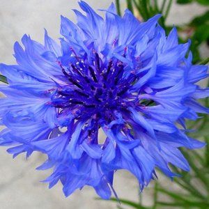 BLUE WILD-FLOWERS ~ 8" X 10" photo